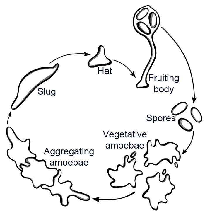 dictyostelium life cycle illustration